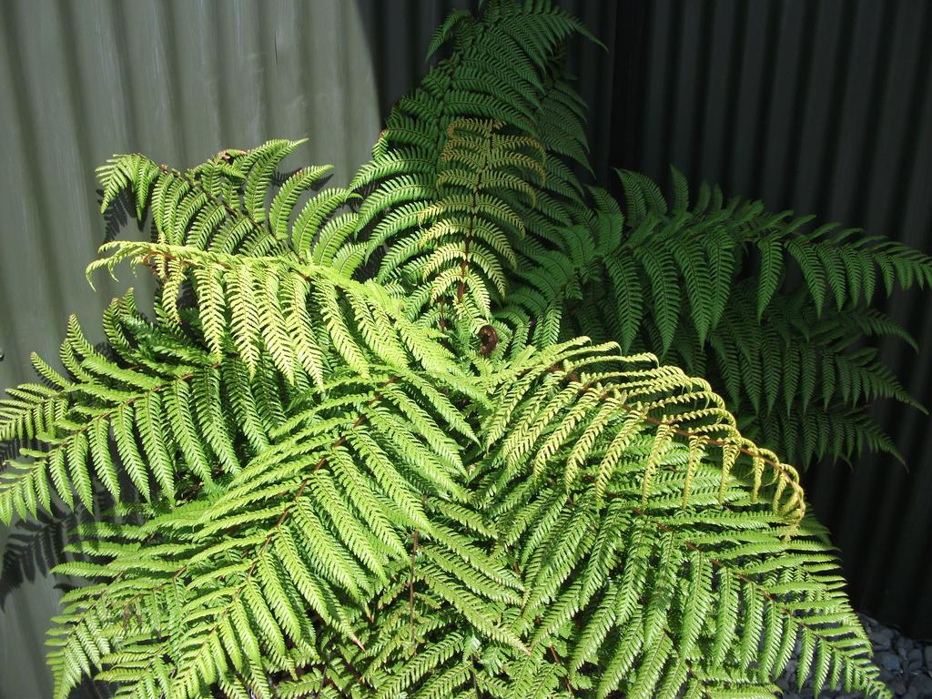 Scenicland 3* Greymouth